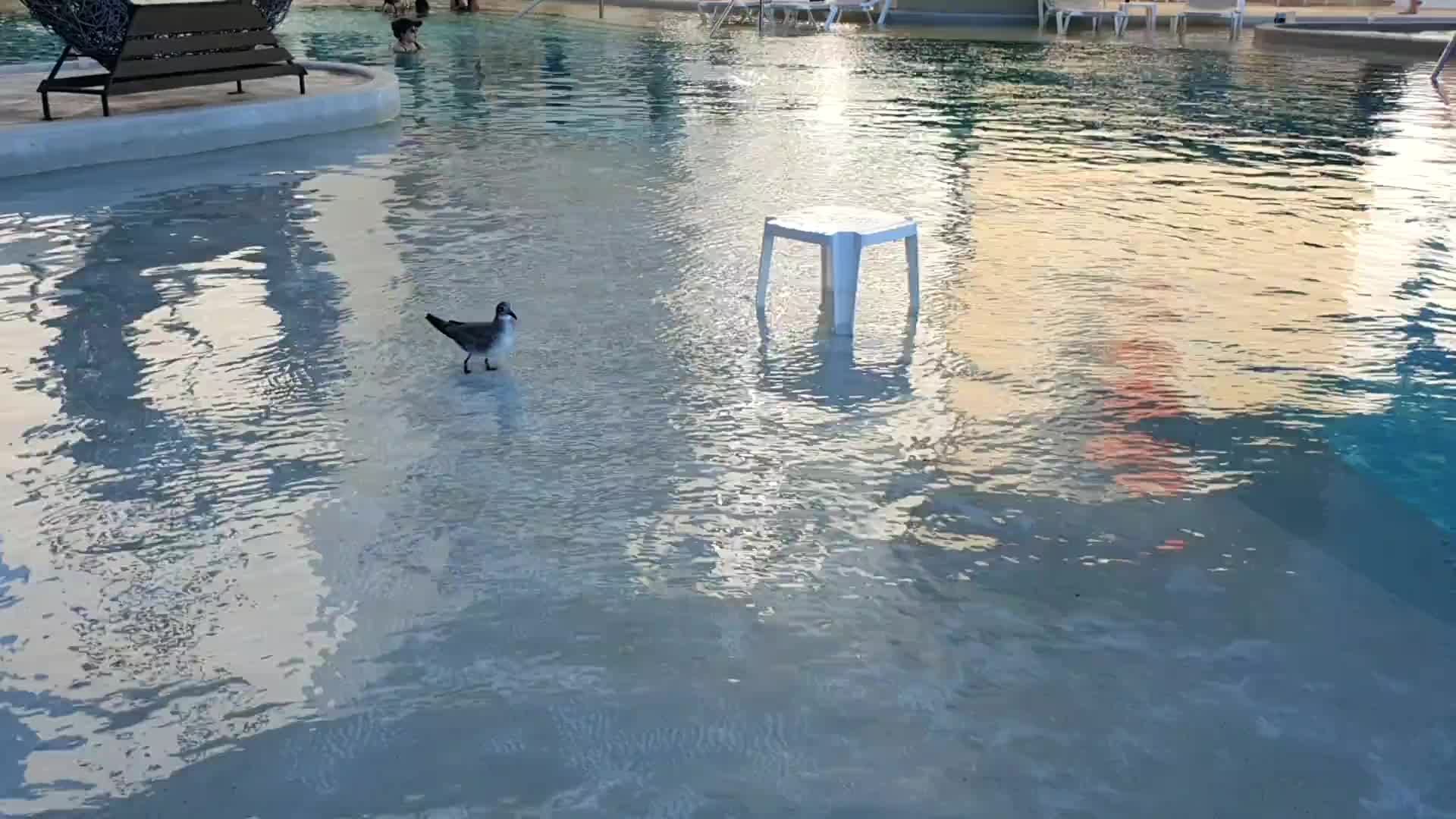 Video - Hotel Resort am Pool 2025