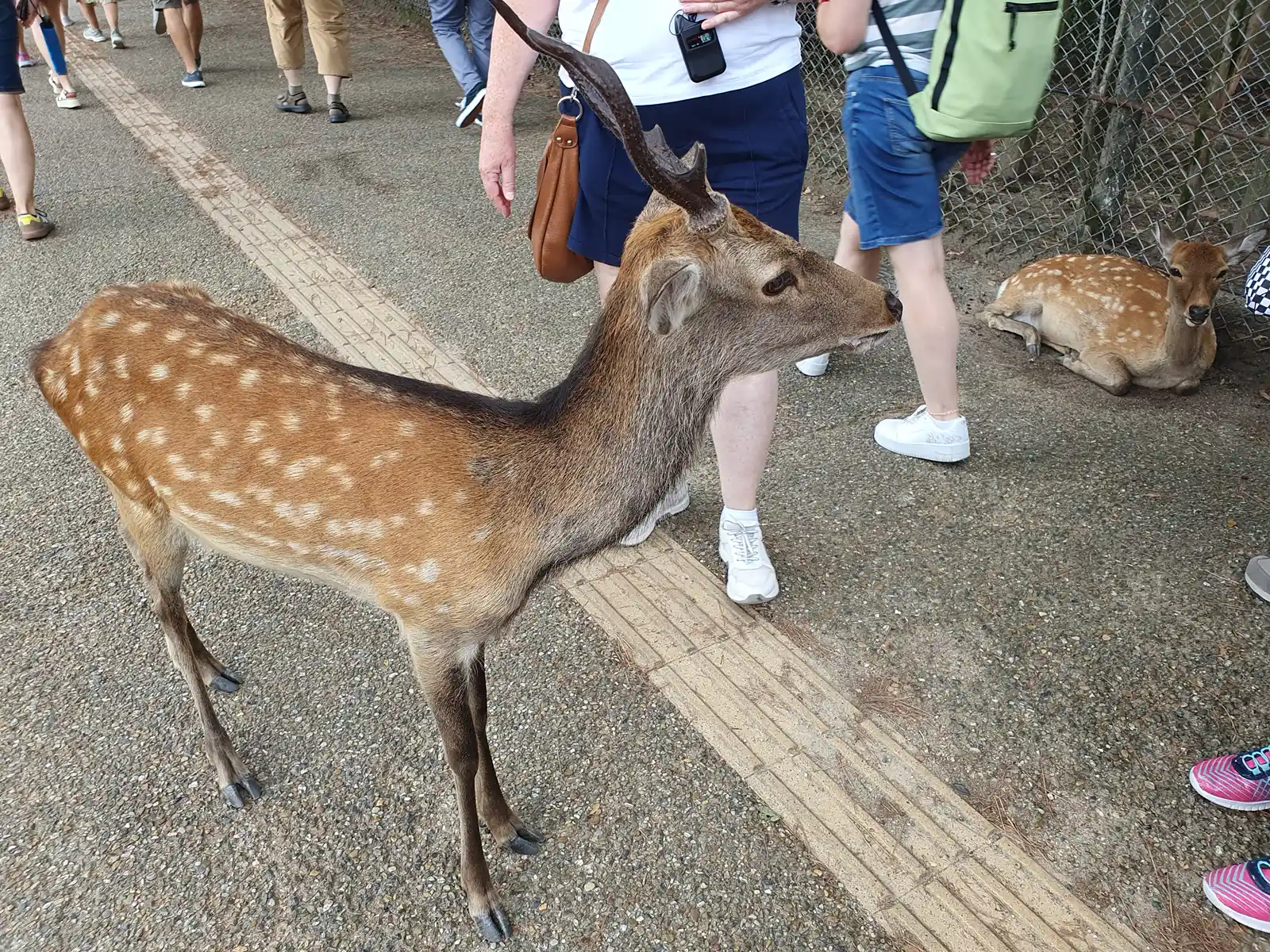 Nara-Park